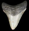 Megalodon Tooth - North Carolina #47206-1